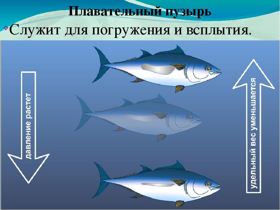 Выбери название единственного глубоководного. Плавательный пузырь у рыб. Гидростатический аппарат у рыб. Гидростатическая функция плавательного пузыря у рыб. Плавательный пузырь у рыб выполняет функции.