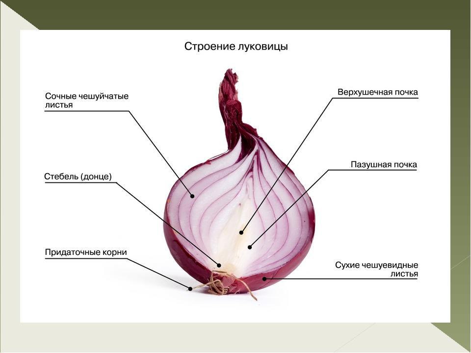 Разрез лука рисунок