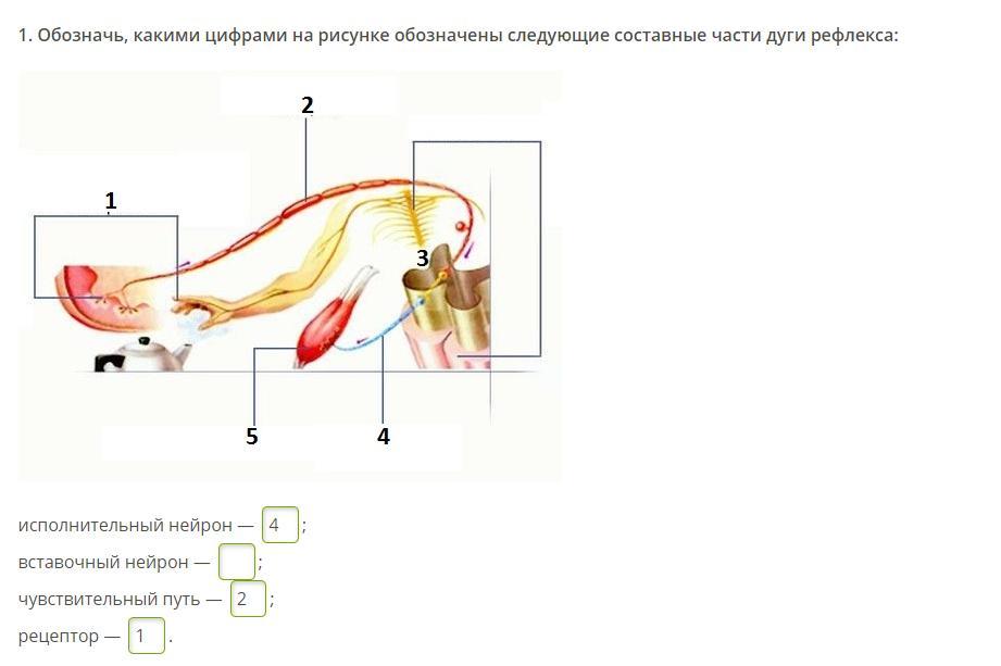 Под цифрой один на рисунке обозначен. Части дуги рефлекса. Составные части рефлекторной дуги. Составные дуги рефлекса. Рисунок составных частей дуги рефлекса.