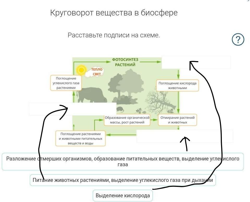 В круговороте веществ растения выполняют роль