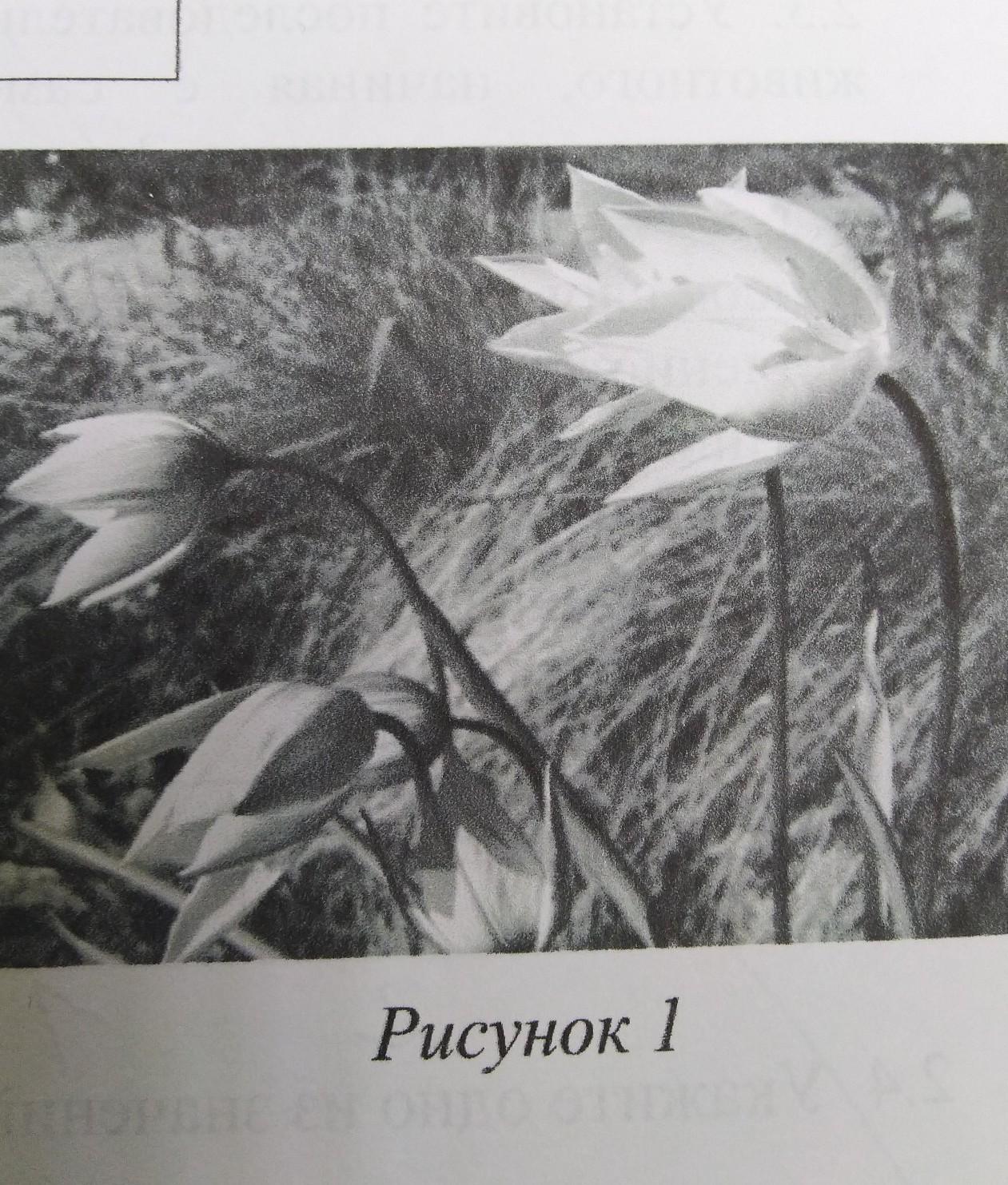 Какой тип питания характерен для аиста белого изображенного на рисунке 1 обоснуйте свой ответ