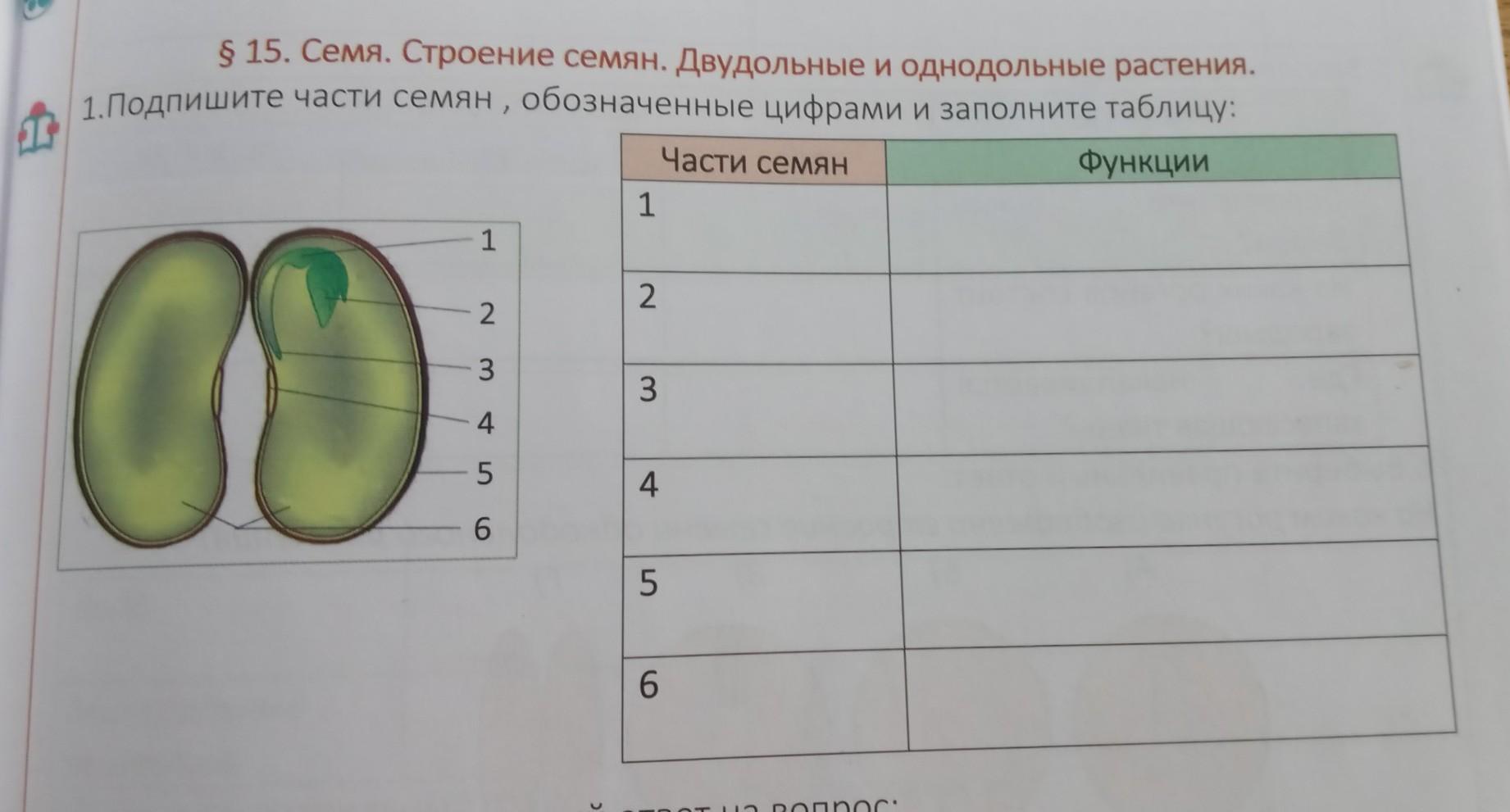 Соотнеси название структур семени двудольного растения с цифрами на изображении