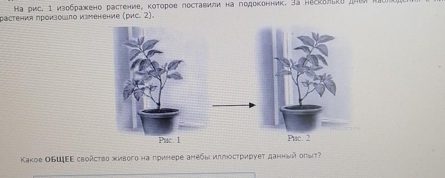 На рисунке изображено растение которое поставили на подоконник