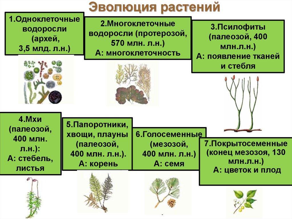 Эволюция растений схема 9 класс