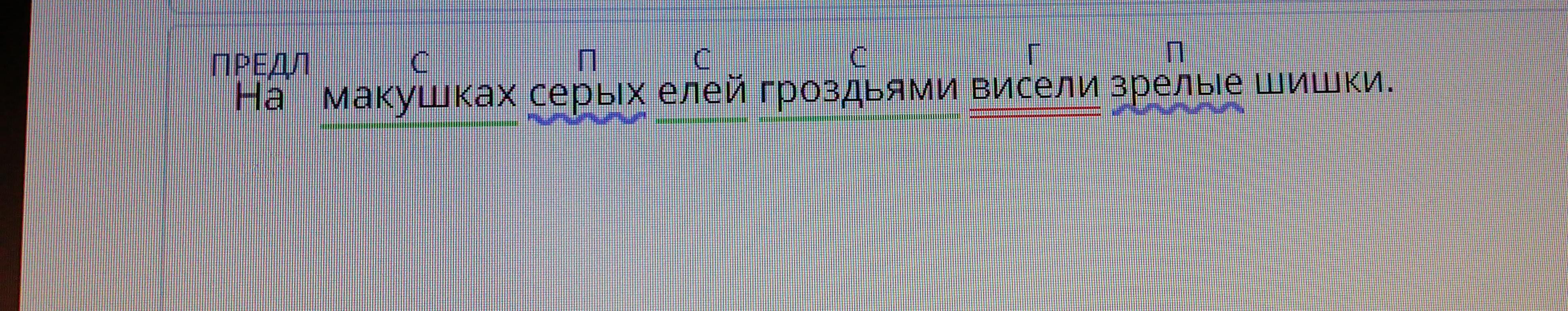 На макушках старых елей гроздьями