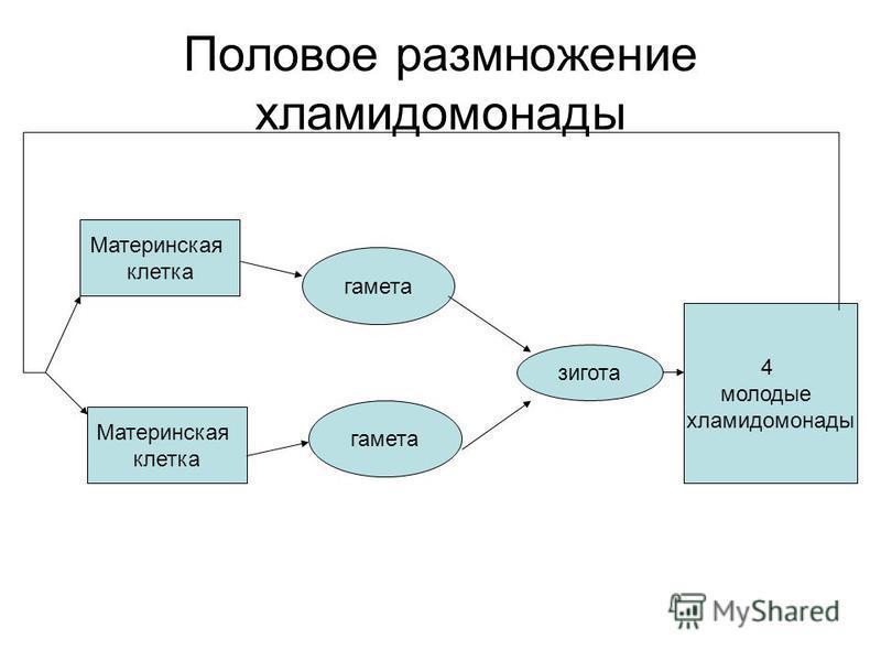 На Фотографии Изображен Процесс Бесполого Размножения Хламидомонады