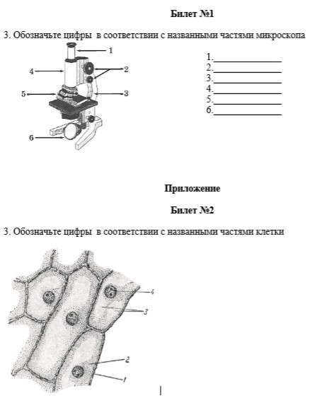 Какие клетки обозначены цифрами