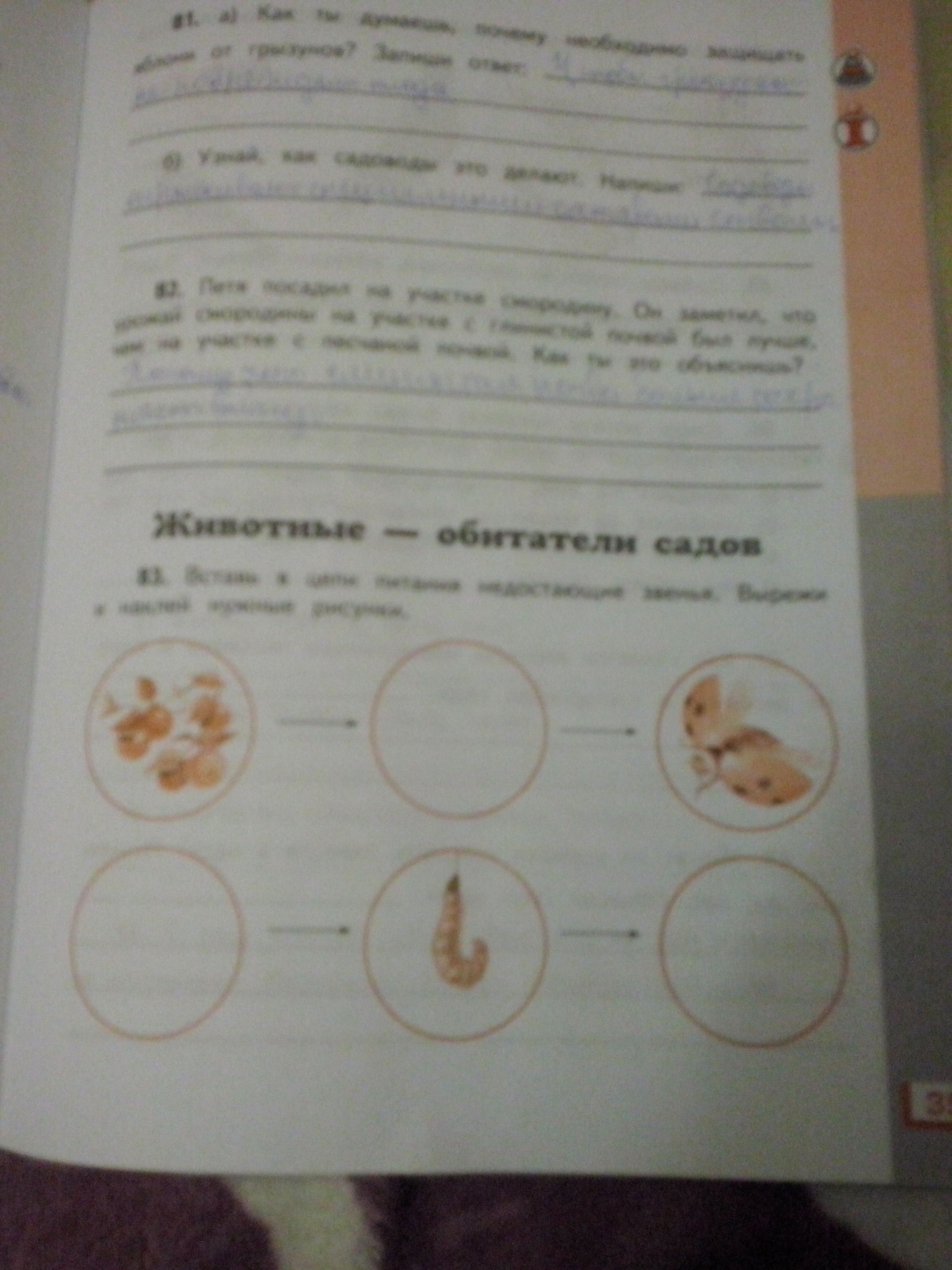 Выпишите в цепи питания недостающие звенья используйте картинки подсказки