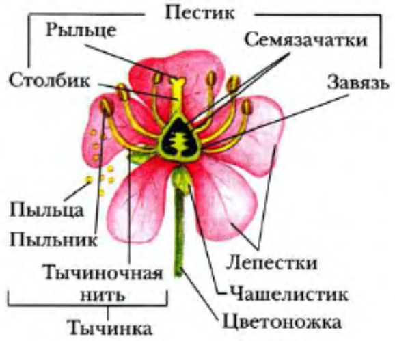 Какими цифрами на рисунке обозначены генеративные органы цветка которые содержат мужские клетки