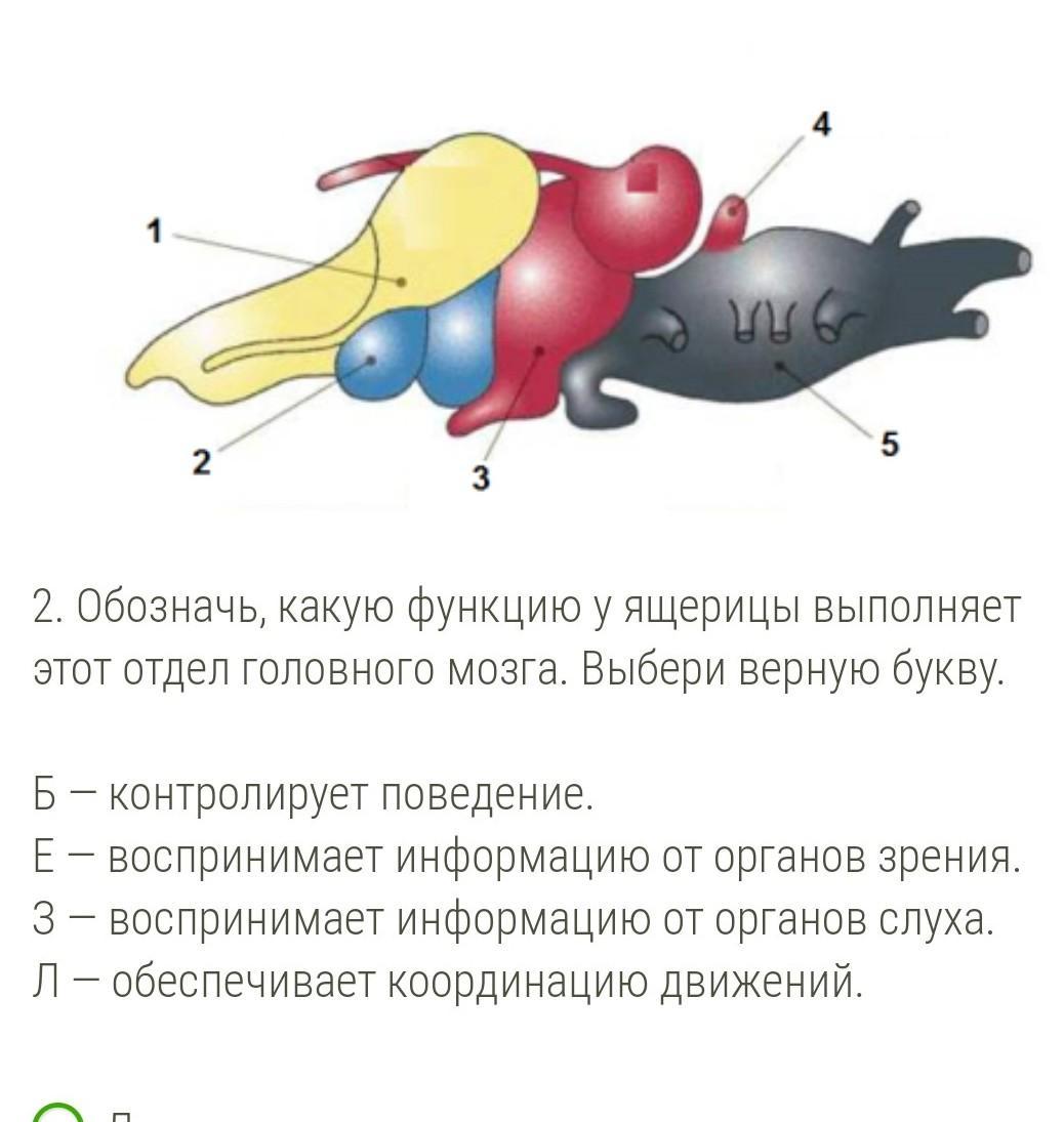 Выбери какими цифрами на рисунке обозначены следующие отделы мозга