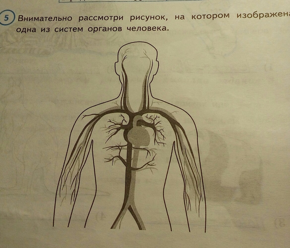 Какая система указана на рисунке. Внимательно рассмотри Ри. Внимательно рассмотри рисунок. Одна из систем органов человека. Внимательно рисунок.