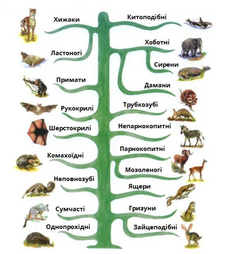 Привести пример животных каждой группы. Отряды животных. Отряды млекопитающих. Систематика животных. Классификация животных класс.