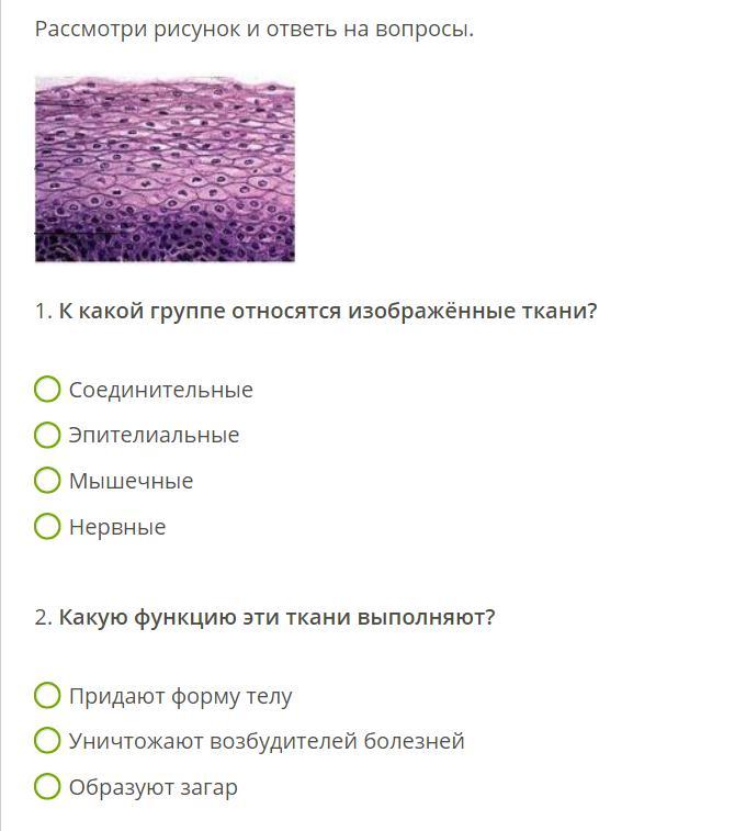 Какой группе тканей относится изображенный на рисунке ткани. Какой группе тканей принадлежат изображённые на рисунке ткани. Эпителиальные ткани к какой группе относятся. К какой группе тканей относится.