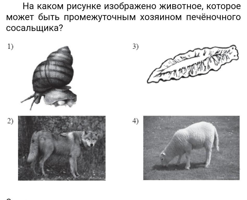 На каком рисунке изображено животное которое может быть промежуточным хозяином бычьего цепня