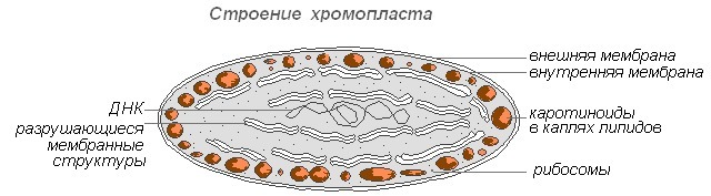 Хромопласты в клетке рисунок