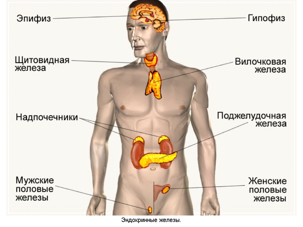 Найди рисунок на котором изображена железа вырабатывающая гормон тироксин