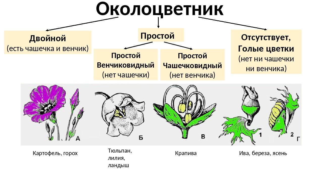 Презентация строение и разнообразие цветков