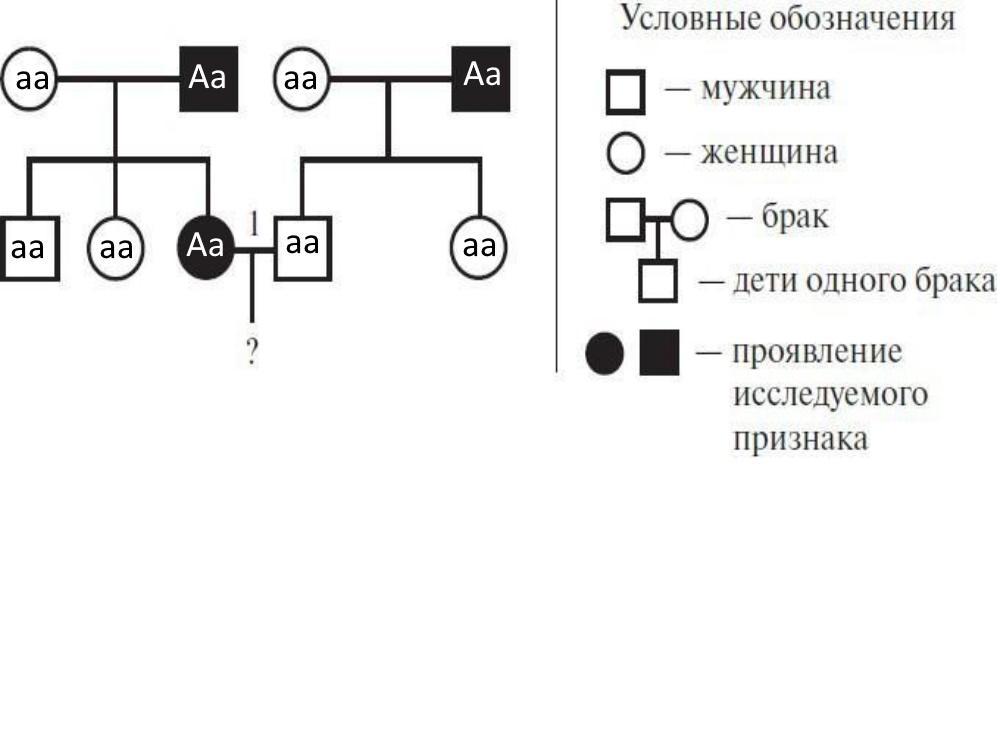 На изображенной на рисунке родословной определите вероятность в процентах рождения ребенка