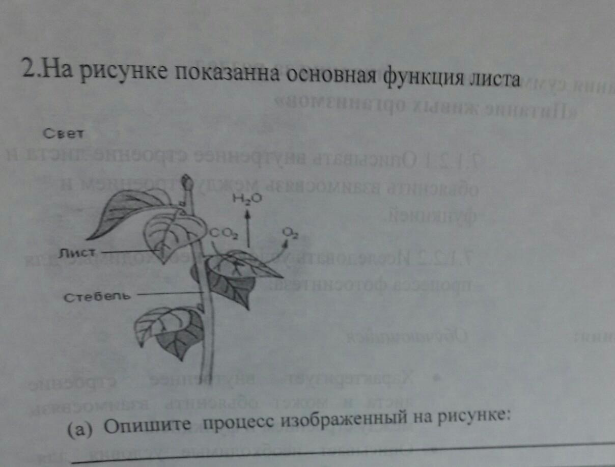 Укажите процесс изображенный на рисунке