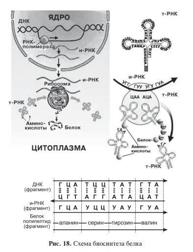 Какой цифрой на рисунке обозначен этап трансляции в процессе биосинтеза белка