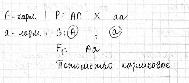 У пшеницы ген карликового роста