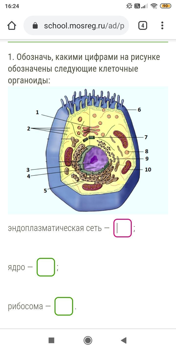 Определи какими цифрами на рисунке обозначены следующие клеточные органоиды