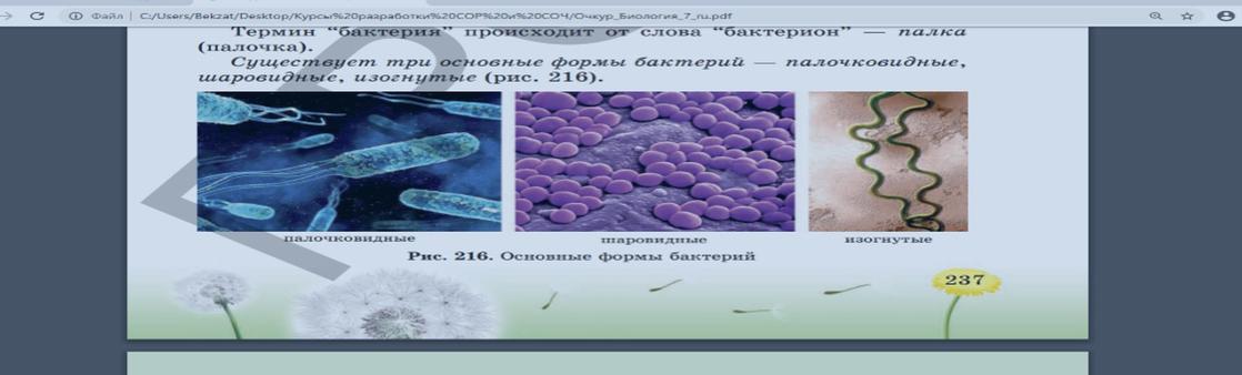 На рисунке показаны различные формы бактерий определите какой буквой обозначены бациллы