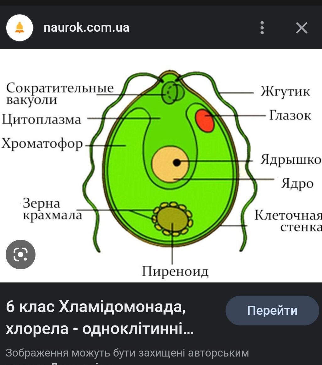 С помощью чего передвигается хламидомонада. Хламидомонада одноклеточная рисунок. С помощью чего передвигается хламидомонада. Хламидомонада и хлорелла. Зелёные водоросли хламидомонада.