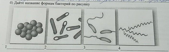 Вид микробов формы строение размножение использование. Какие формы бактерий изображены на рисунках напишите их названия. по рисунку определите виды бактерий. определи форму бактерии вибрионы. пневмококк форма бактерии.