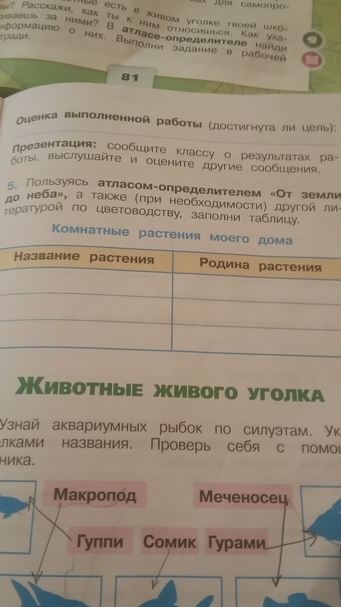Комнатные цветы нашего класса