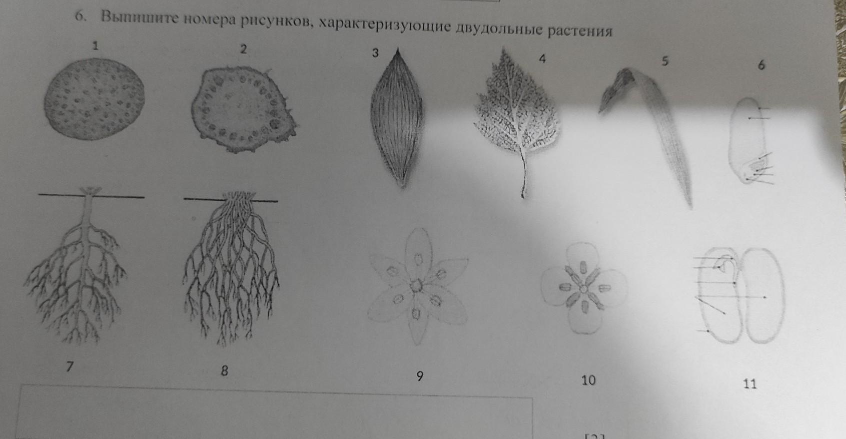 Околоцветник у однодольных и двудольных растений