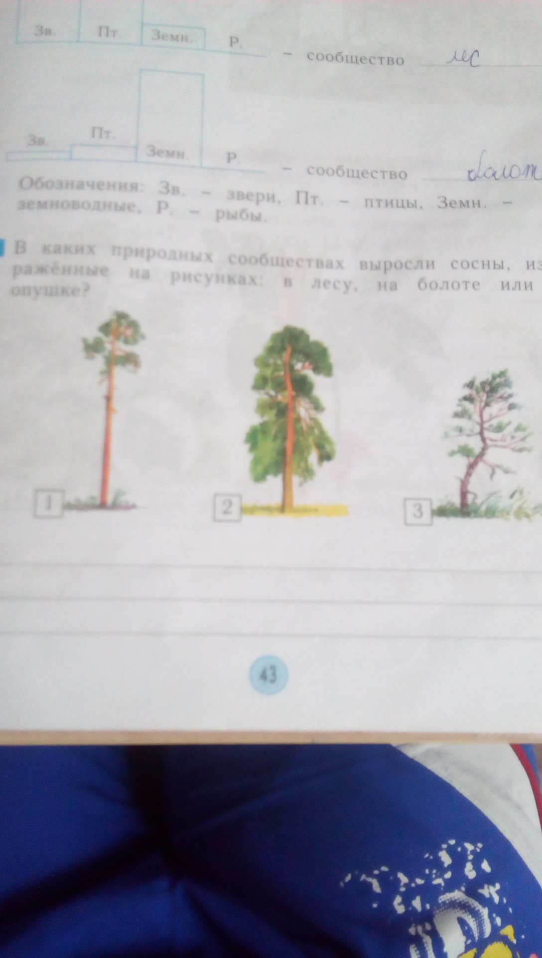 На рисунке изображена сосна. В каких сообществах выросли сосны природных сообществах. Сравни сосну выросшую в лесу и сосну на опушке леса объясни. Схему предложения