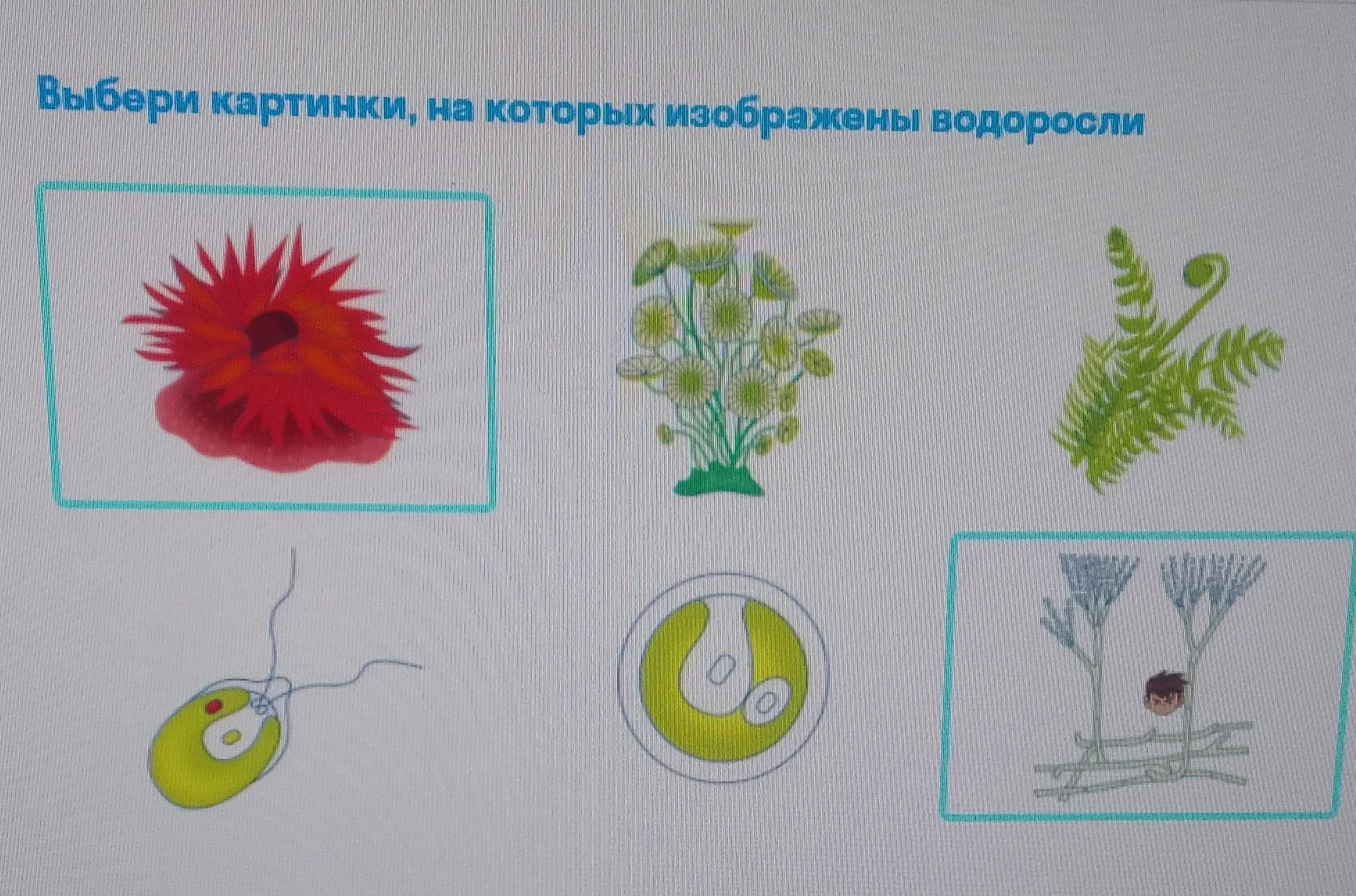 Выбери картинки на которых изображены водоросли