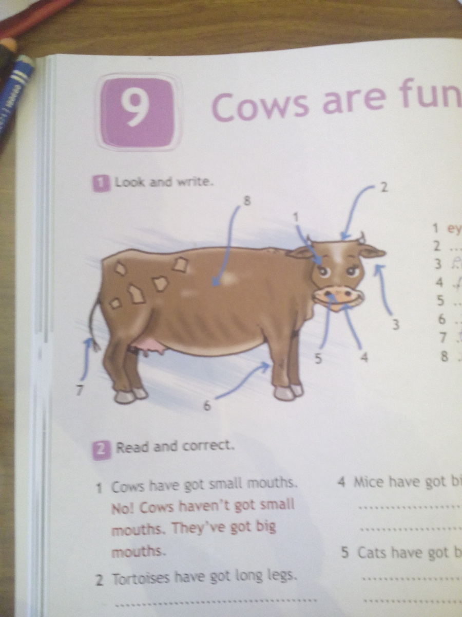 Cows have got short tails исправь