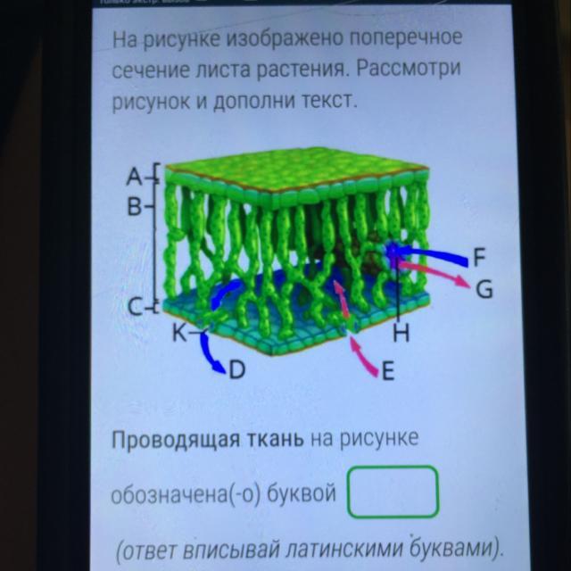 На рисунке изображено поперечное сечение листа растения рассмотри рисунок и дополни текст