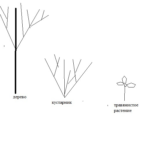 Кустарник травянистое растение. Схема дерево кустарник травянистое растение. Схема деревья кустарники травы. Схема дерева кусьарника и ьравяеистого расиерия. Схема дерева кустарника и травянистого.