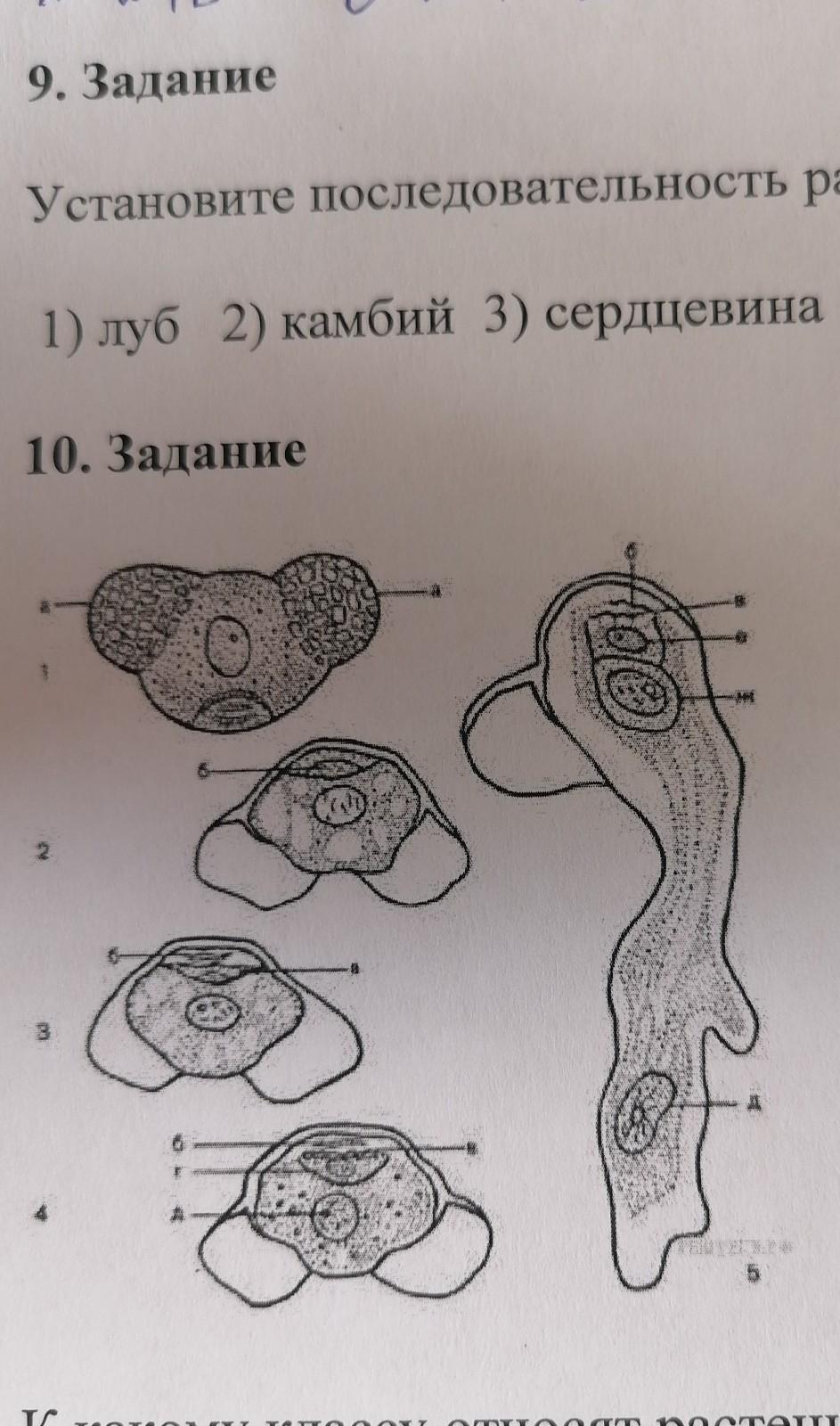 К какому классу относят растение схема развития пыльцевого зерна которого показана на рисунке