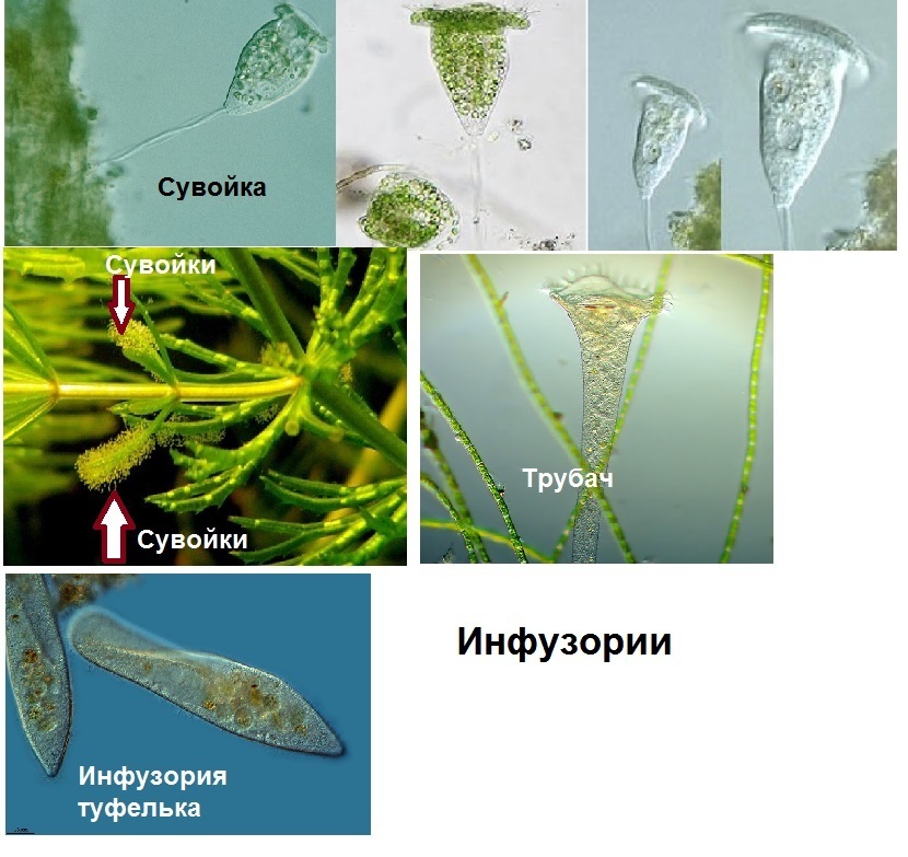 Схемы пищевых цепей аквариума