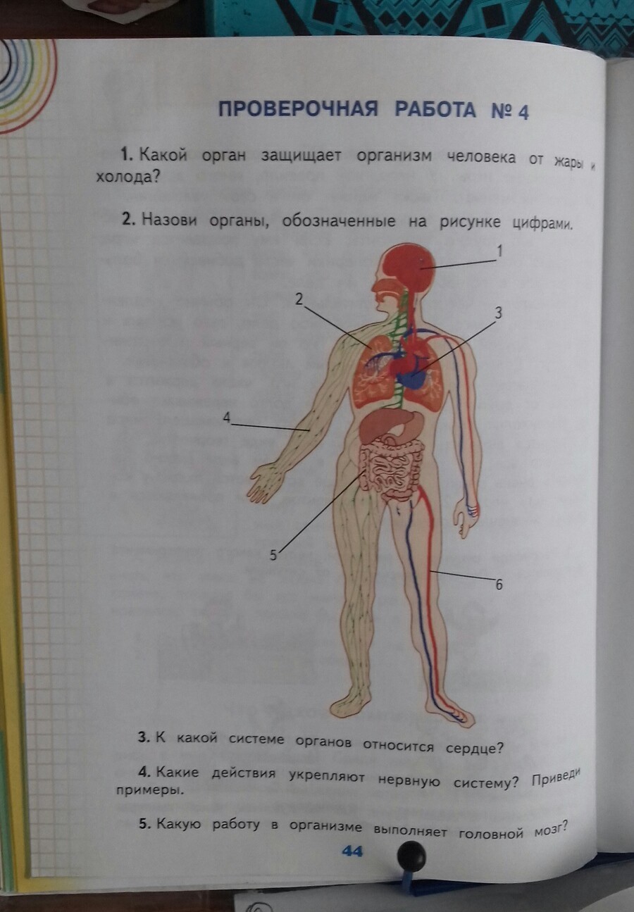 Как называется орган человека обозначенный на рисунке а