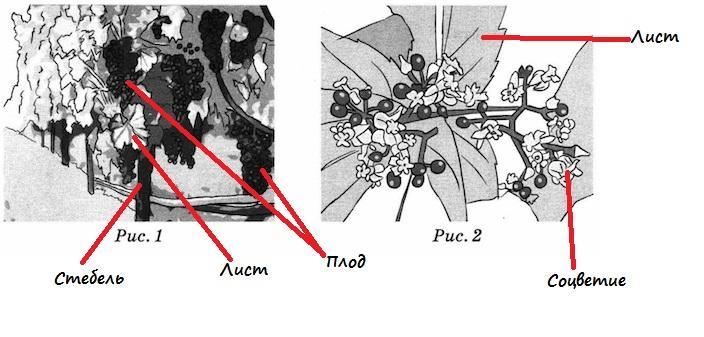 Рассмотрите изображение яблони и выполните. Покажите стрелками и подпишите на рисунке. Рассмотрите изображение и выполните задание. Покажи стрелками и Подпиши на рисунке 1 стебель, лист, соцветие. Рассмотрите рисунок и выполните задания.