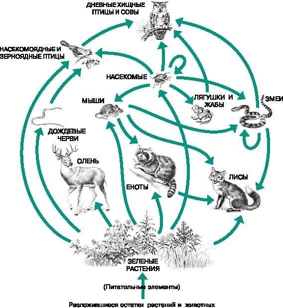 Определи какими цифрами на схеме биологического круговорота обозначены травоядные животные хищники