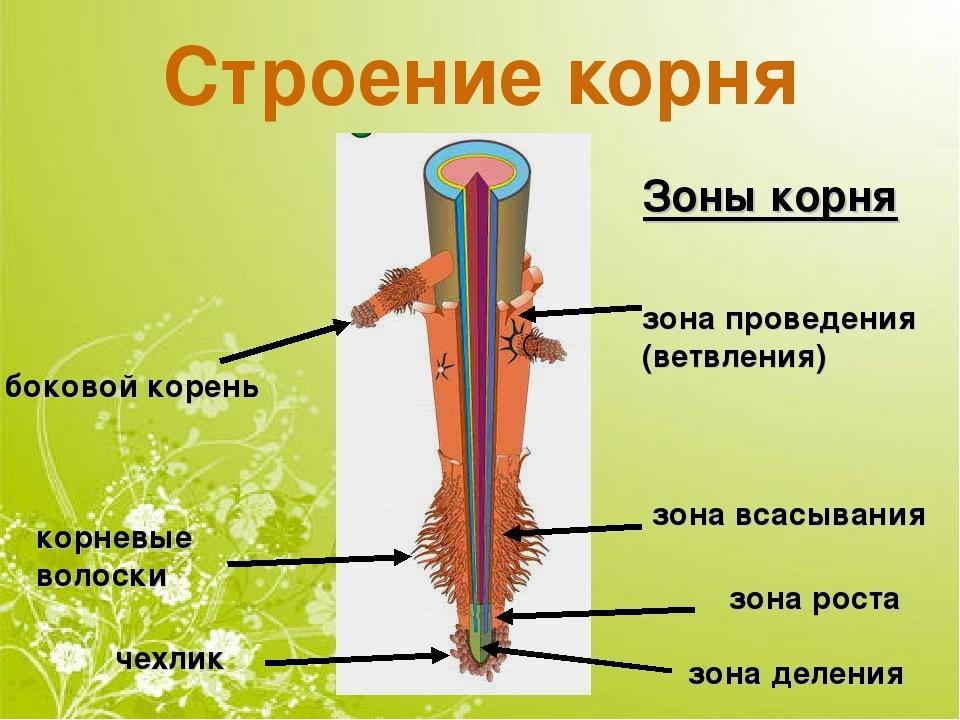 Рисунок корень 6 класс биология