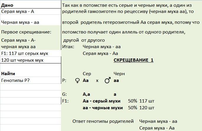 При скрещивании серых мух