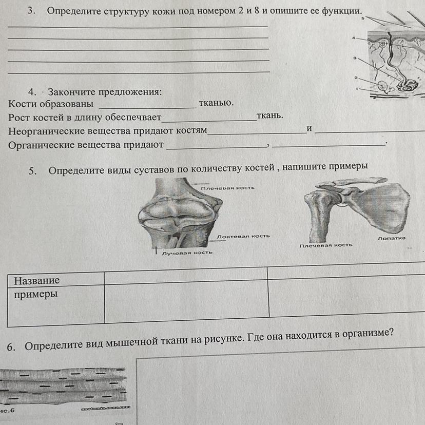 Напишите название тканей изображенных на рисунке. Виды суставов анатомия. виды сочленений костей с примерами. напишите названия тканей, изображенных на рисунке. типы сочленения костей огэ примеры.