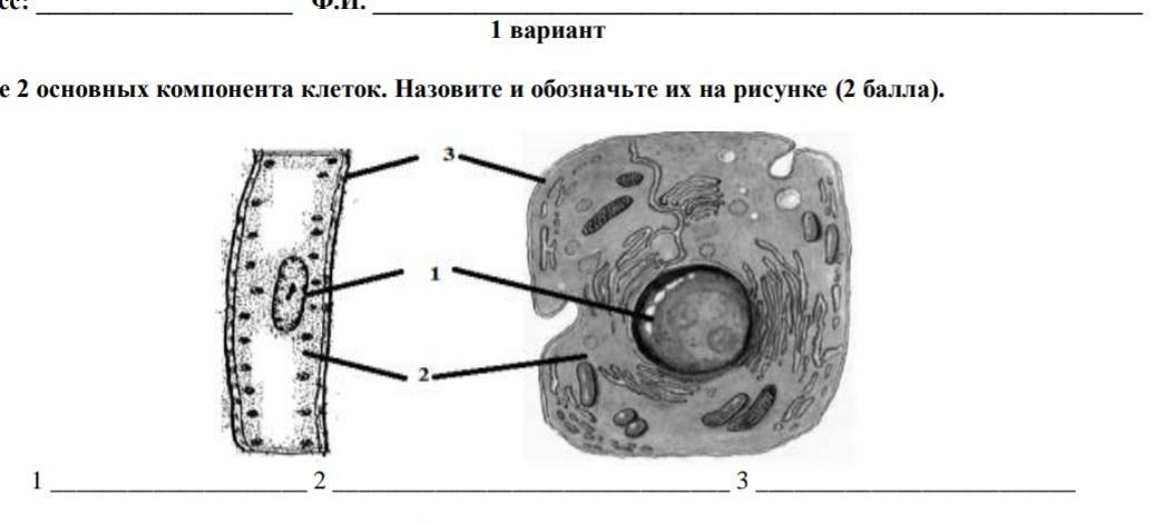 Компоненты клетки