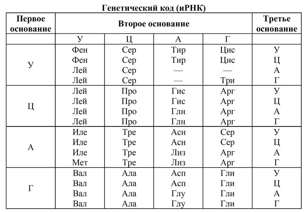 Нуклеотиду г комплементарен нуклеотид