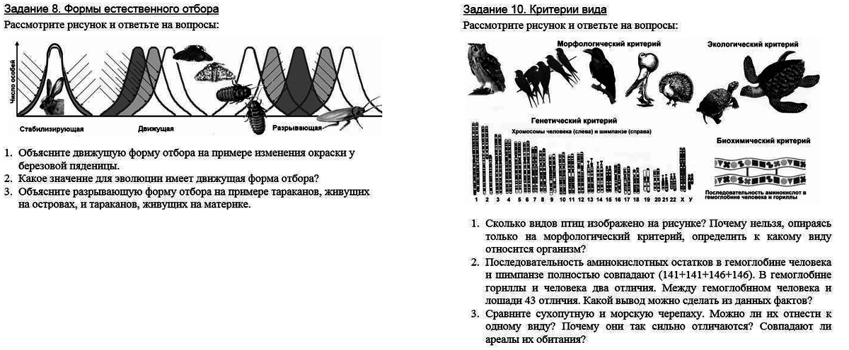 Какая форма отбора представлена на рисунке по каким признакам производился отбор голуби