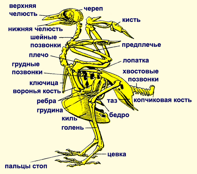 Рисунок скелета голубя