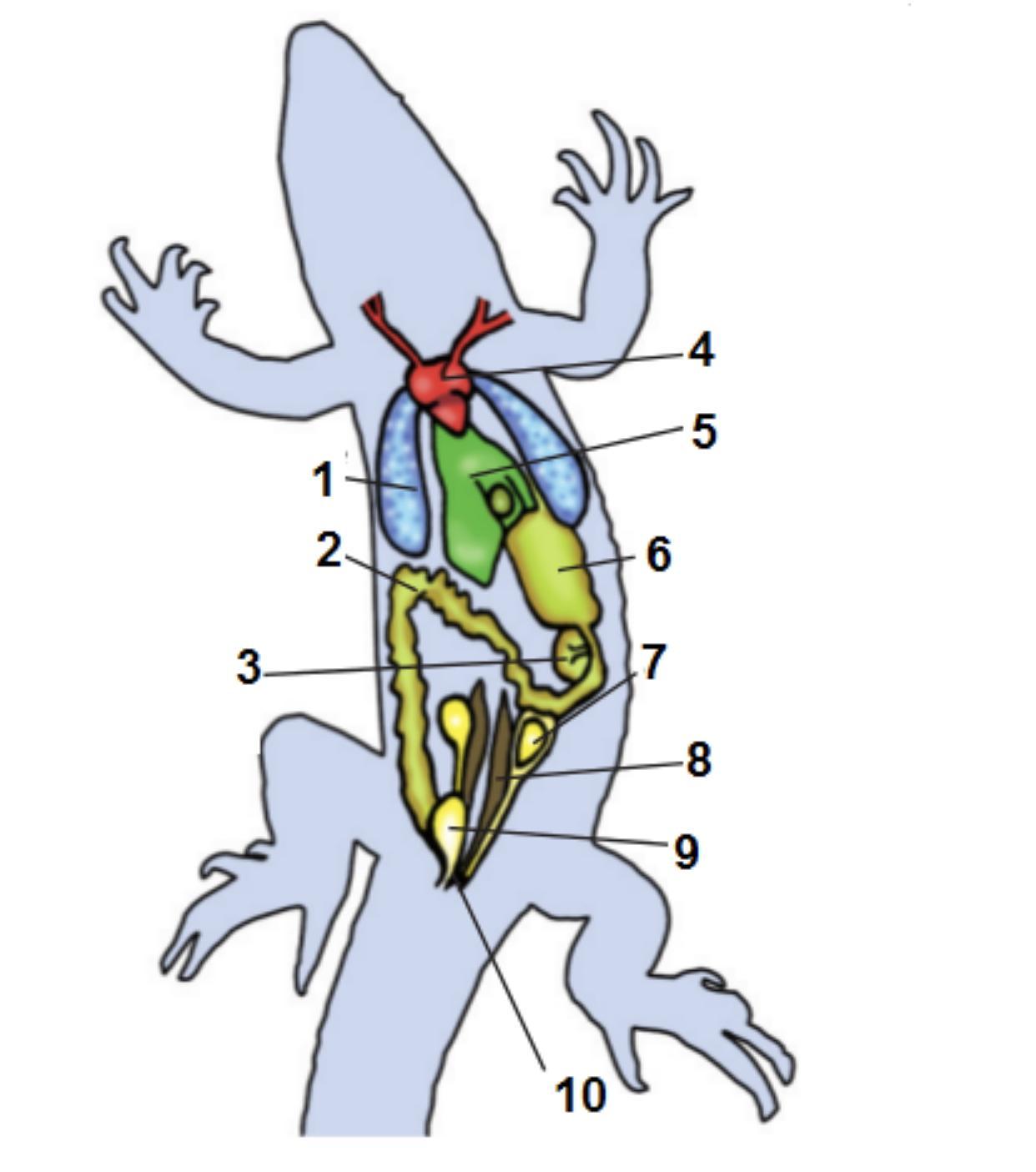 Внутренние органы рептилий. Пищеварительная система пресмыкающихся рисунок. Строение пищеварительной системы ящерицы. Внутреннее строение ящерицы пищеварительная система. Строение систем внутренних органов рептилий.