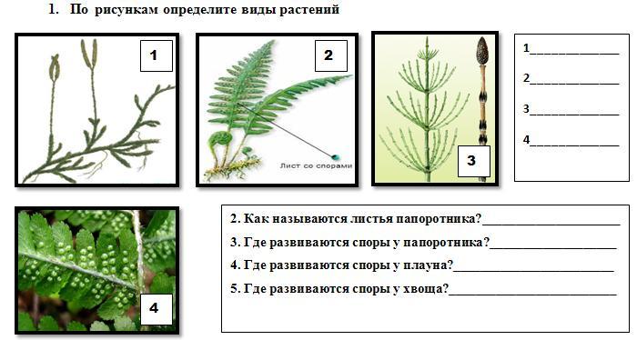 Какие виды растений изображены на рисунках запиши